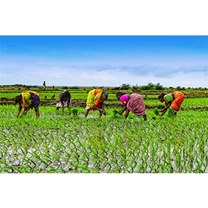 agriculture - Madagascar